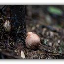 9월의 흰망태버섯 이미지