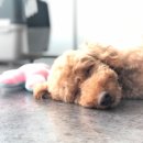 닥터에이스 동물병원 이미지