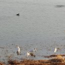 일진사세탁소 이미지