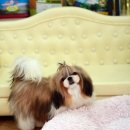 로라펫살롱 이미지