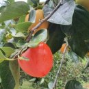 본연농장 이미지