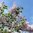 꽃이 피면 이미지