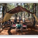 솔향이 진한 이미지