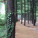 경춘선솔밭길 이미지