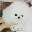 댕댕러브펫 | 구리강아지분양 가족이 된 포메라니안