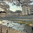 수안보온천길 | 4월 16일 수안보 벚꽃길 후기 - 수안보온천길 벚꽃 (아직 안늦었어요!)