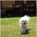 미니퍼피 이미지