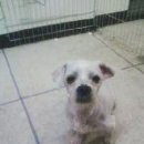 우리 강아지 이미지