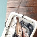 낚시타운 좌대낚시터 이미지