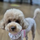 베베몽몽 이미지