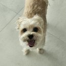 개차반캠핑장 | 개차반캠핑장 내돈내산 재후기, 짜장이(반려견)가 더 좋아한 캠핑장