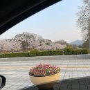 서울 근교 벚꽃 축제 과천 경마공원 렛츠런파크 (3.29-4.21) 무료입장