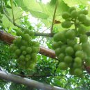 평촌시골집 이미지