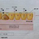 탈수의 증상들/ 상부소화기(속쓰림,소화불량) - 소화 장애에 가장 큰 영향을 미치는 장기, 위와 췌장 - 모두 소금과 물을 간절히 원해! 이미지