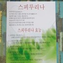 양지각 이미지