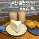 모모스 이미지
