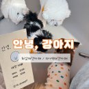 안녕강아지야 | 하남애견카페 안녕강아지 재재방문후기 (입장료 없는 애견카페)