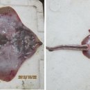 홍어사랑 이미지