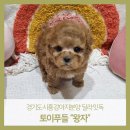 딜라잇독 이미지