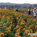 장성황룡강노란꽃잔치 축제장3 이미지