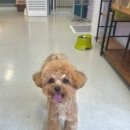 댕댕월드&퍼피 이미지