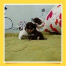나무타는고양이 구경하는강아지 이미지