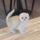 고양이샵 이미지