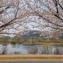 CU 대구강변동서점 | 대구 벚꽃 명소 꽃구경 금호강생태공원 2026 상황!