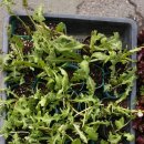 부산농약종묘사 이미지