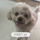 견생묭실 | (기록) 찐이의 견생일기 3탄 / 슬개골탈구 진단 / 십자인대