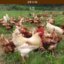 심다누팜 이미지