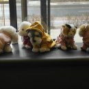 오즈동물병원 이미지