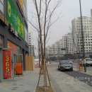 새롬동_해피라움W앞 네이버블로그