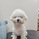 강아지가정부 이미지