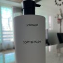 센트메이드(SCENTMADE) | 무실리콘샴푸 센트메이드 퍼퓸샴푸로 두피케어함