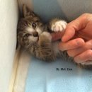 다우동물병원 이미지