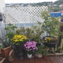 초록나무펜션 이미지