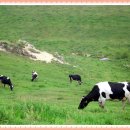 동양목초 이미지