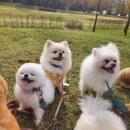 즐거운 애견 이미지