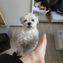 미용하고 가개 | 언제나 믿고 맡기는 송현동 강아지 미용실 뽀시래기 😊