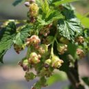 황칠나무묘목, 블랙커런트묘목, 아로니아묘목 판매합니다. 이미지