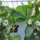 지희농장 이미지