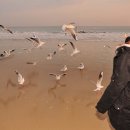 부산갈매기 - 부산진구 새싹로 115 | 부산갈매기