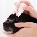 이즈 동물병원 이미지