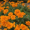 메리골드 이미지