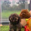 광주 강아지분양 고양이분양 어반펫 광주본점 이미지