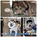 허스키 사랑 이미지