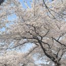 사임당로20길 48-6 | 서울 벚꽃 명소 | 종로 안국 북촌 정독도서관 (주차, 야장, 맛집)