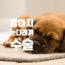 강아지내담