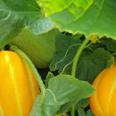 콕콕스토어 이미지